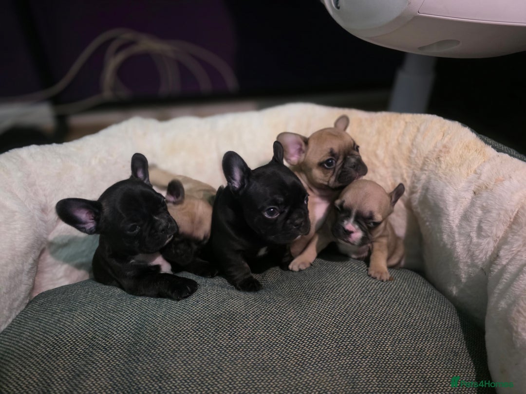 French Bulldog dogs for sale: Beautiful French bulldog  - Advert 16