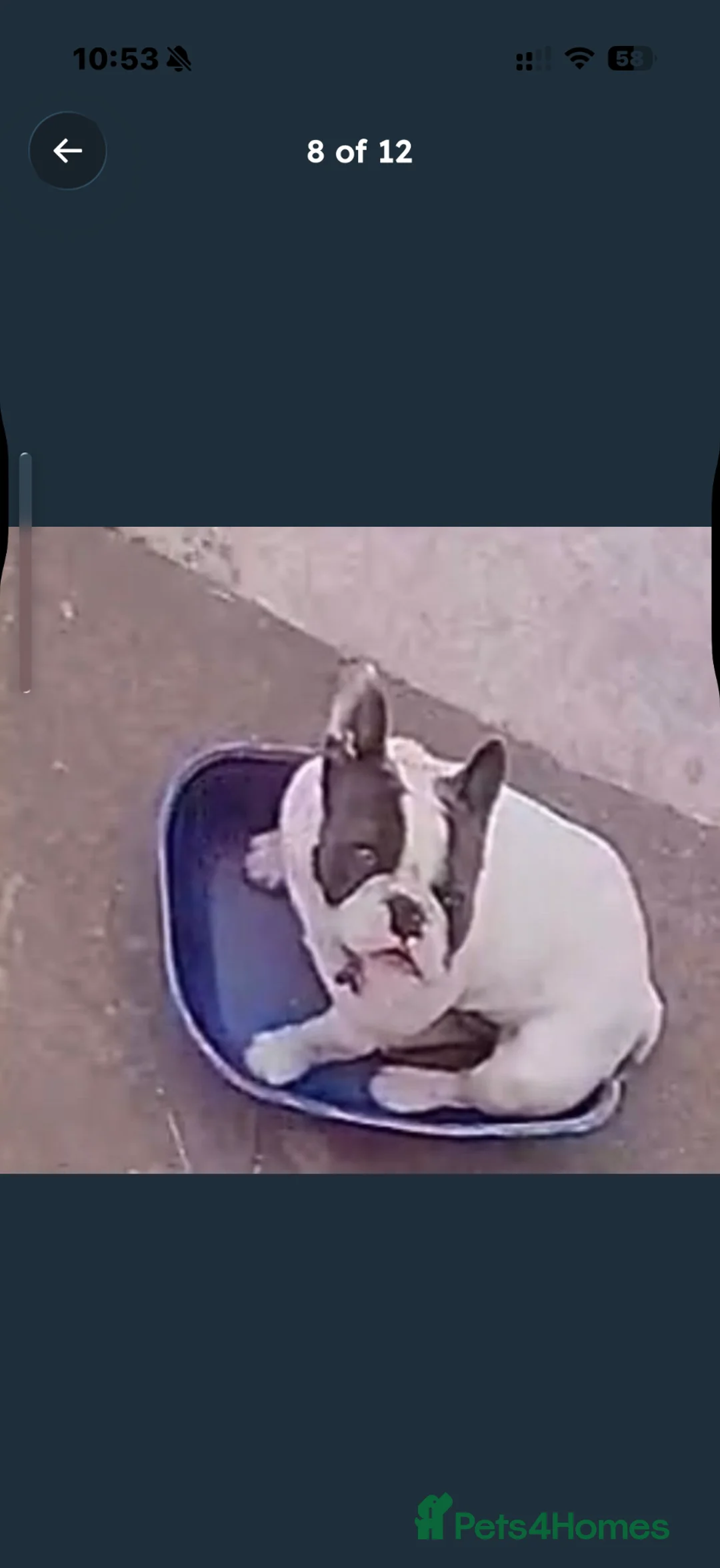French Bulldog dogs for sale: French Bulldog  in Oldbury - Advert 2