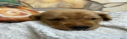 Labrador Retriever dogs for sale: Nine little puppies Nine gorgeous personalities 🐶 - Advert 3