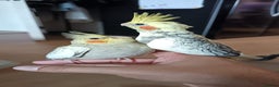 Cockatiels birds for sale: Breeding cockatiels with babies - Advert 7