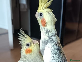 Cockatiels birds Breeding cockatiels with babies - Advert 6