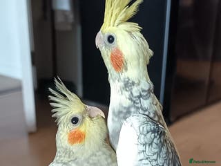 Cockatiels birds Breeding cockatiels with babies - Advert 10