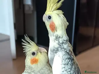 Cockatiels birds Breeding cockatiels with babies - Advert 12