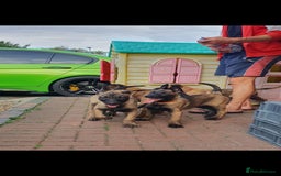Belgian Shepherd Dog dogs for sale: Belgian Malinois.1girl and 1 boy left.Reduced £ in Peterborough - Image 27