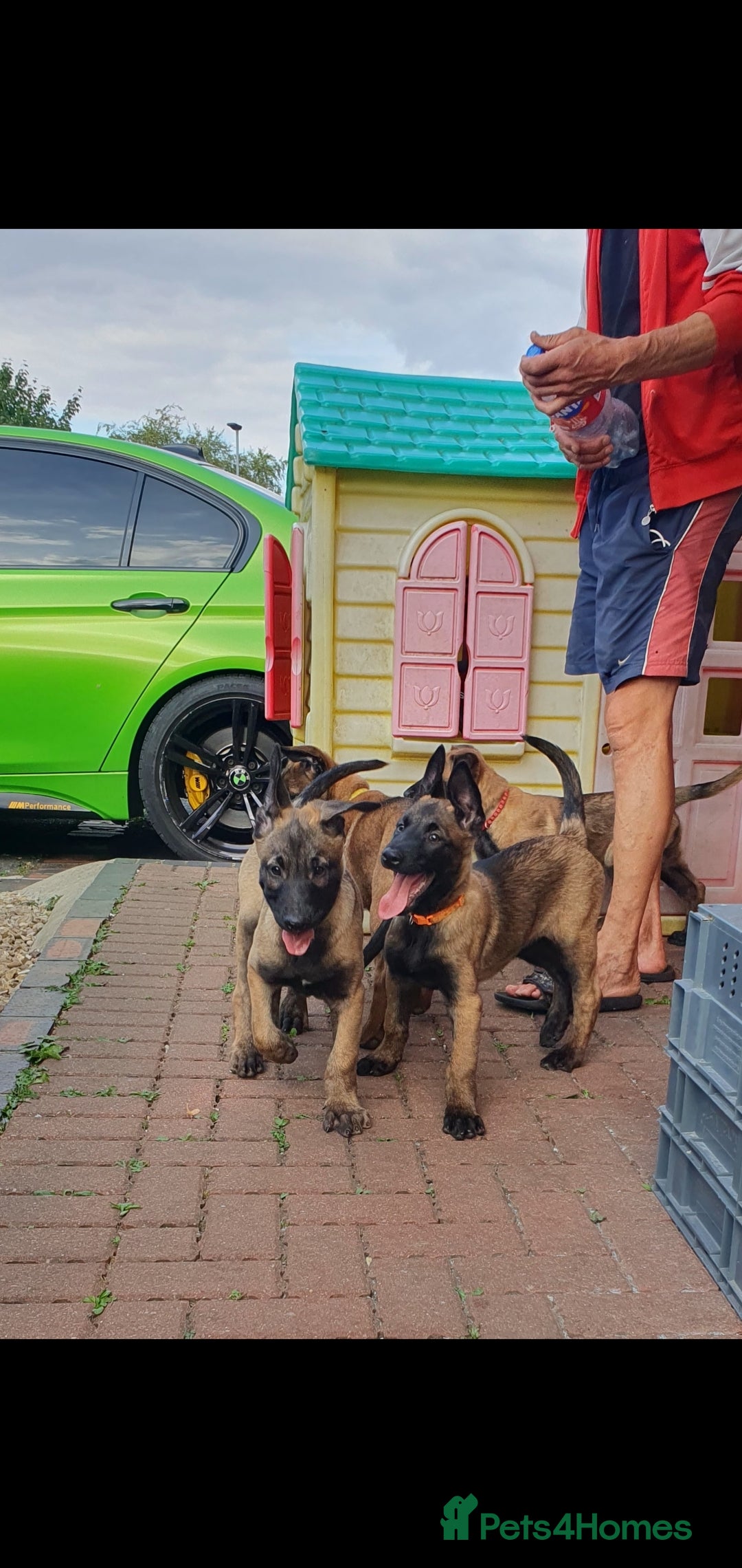 Belgian Shepherd Dog dogs for sale: Belgian Malinois.1girl and 1 boy left.Reduced £ in Peterborough - Image 27