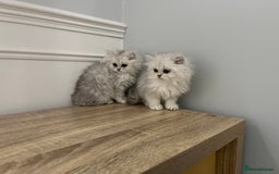 Persian cats for sale: Silver chinchilla Persian kittens  - Image 2