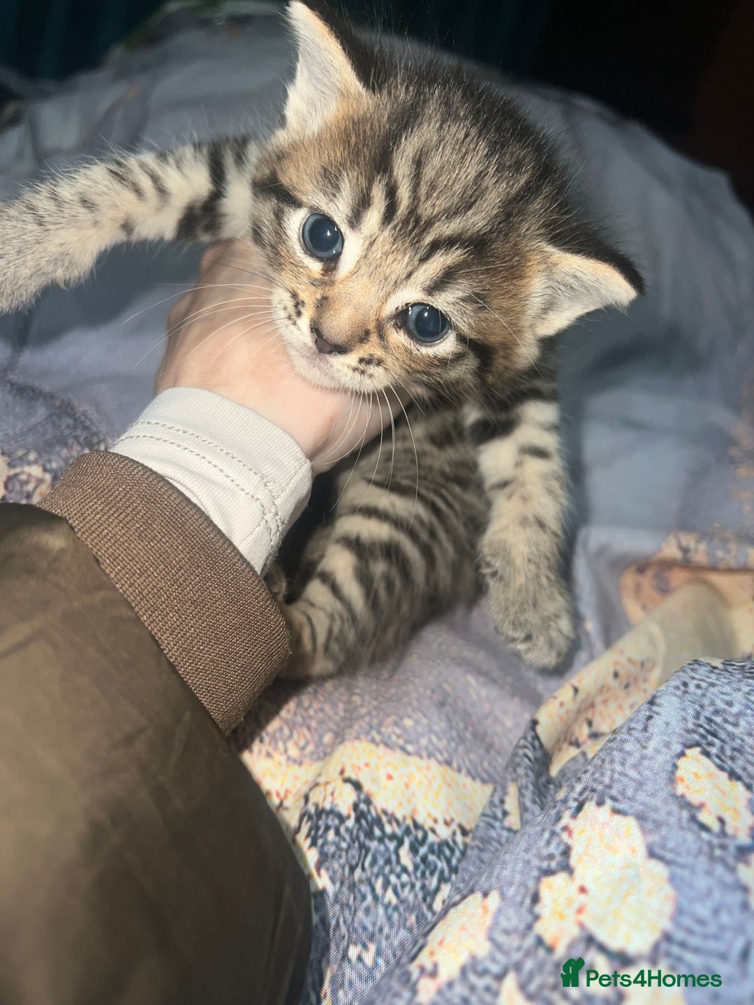 British Longhair cats for sale: 5 beautiful kittens - Advert 8