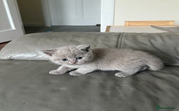 British Shorthair cats for sale: Beautiful rare lilac British shorthair kittens - Image 5