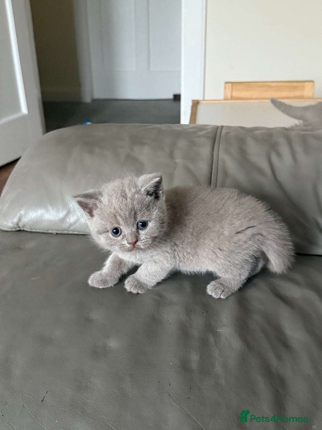 British Shorthair cats for sale: Beautiful rare lilac British shorthair kittens - Image 5