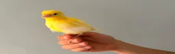 Canaries birds for sale: Yellow baby hand tamed canary - Advert 3