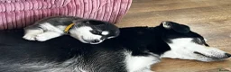 Mixed Breed dogs for sale: Husky X Labrador puppies  - Advert 18
