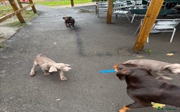 Mixed Breed dogs for sale: Weimaraner x lab puppies  - Image 3