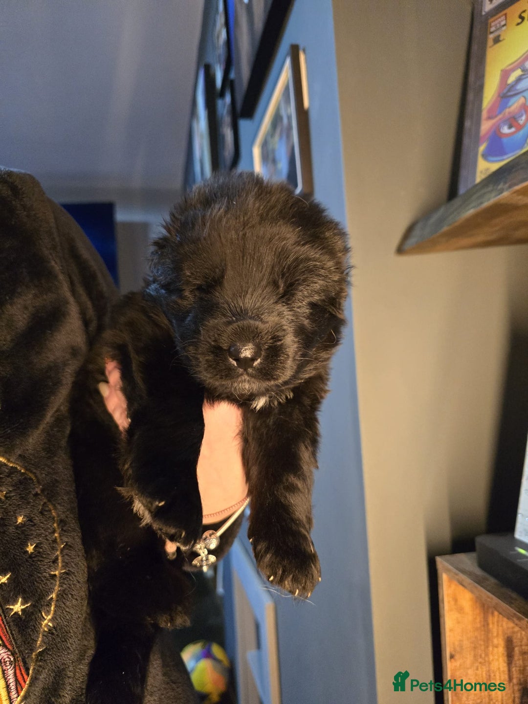 German Shepherd dogs for sale: READY TO LEAVE 3 LITTLE GSD GIRLS - Advert 11