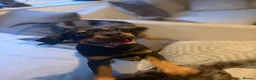 Mixed Breed dogs for sale: 6 Rottweiler catahoula bully puppies  - Advert 31