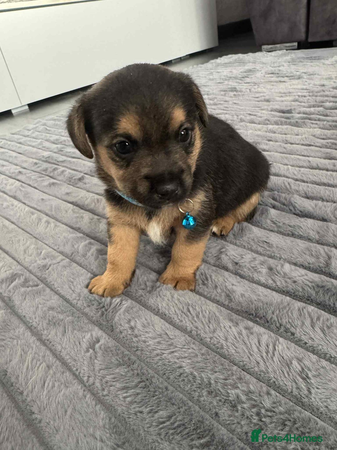 Jack Russell dogs for sale: Jack Russell puppies  - Advert 4