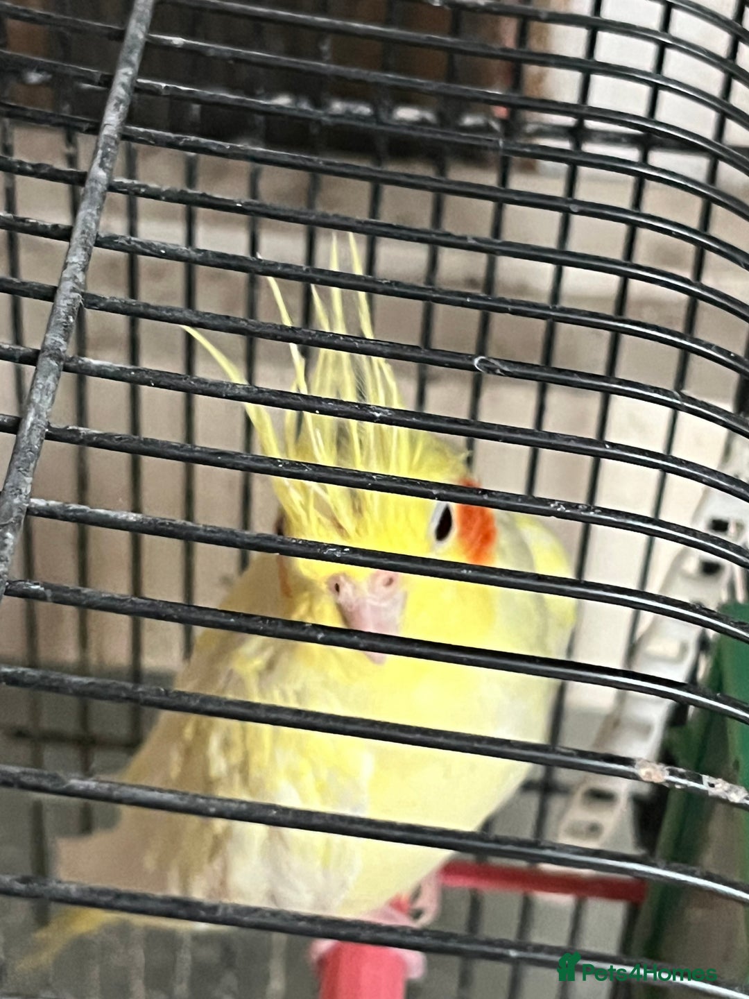 Cockatoo birds for sale: Cockatiels for sale - Image 2
