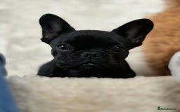 French Bulldog dogs for sale: French bulldog female  - Image 8