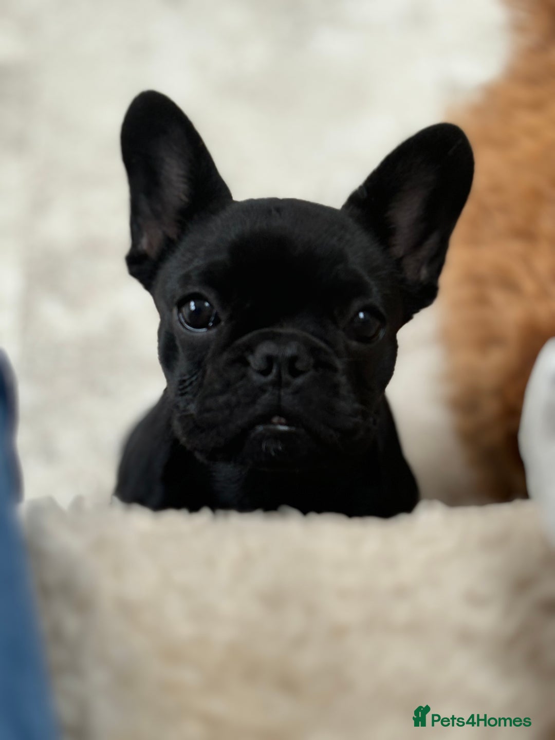 French Bulldog dogs for sale: French bulldog female  - Image 8