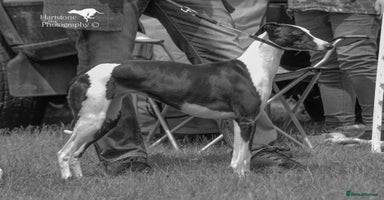 Whippet dogs - Advert 2