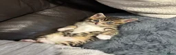 Bengal cats for sale: Bengal Kittens in West Bromwich - Advert 10