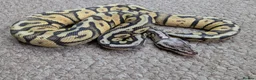 Python Snake reptiles for sale: 2025 Royal Pythons available  in Telford - Advert 7