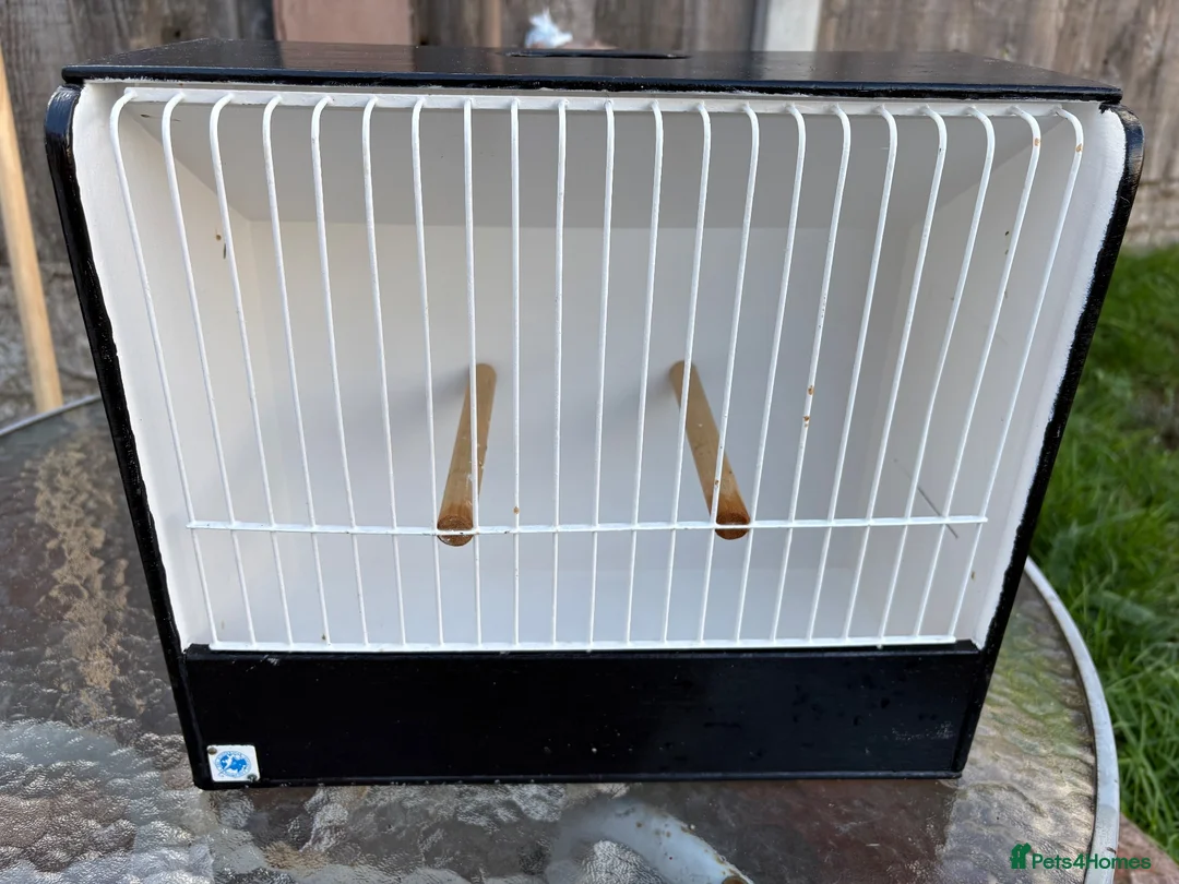 Budgerigars birds for sale: Budgie Show Cages  in Worksop - Advert 2