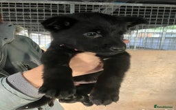 German Shepherd dogs for sale: Superb German Shepherd pups working lines - Image 8