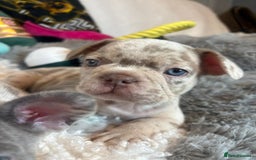 French Bulldog dogs for sale: Stunning Newshade French Bulldog Puppies - Image 11