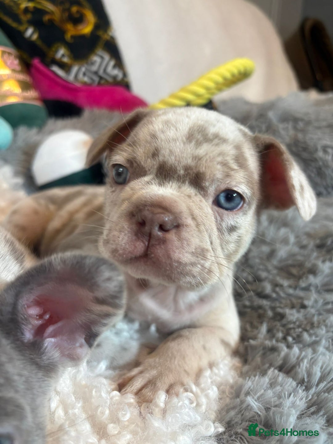 French Bulldog dogs for sale: Stunning Newshade French Bulldog Puppies - Image 11