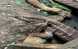 Mixed Breed reptiles for sale: Red Tegu  - Image 2