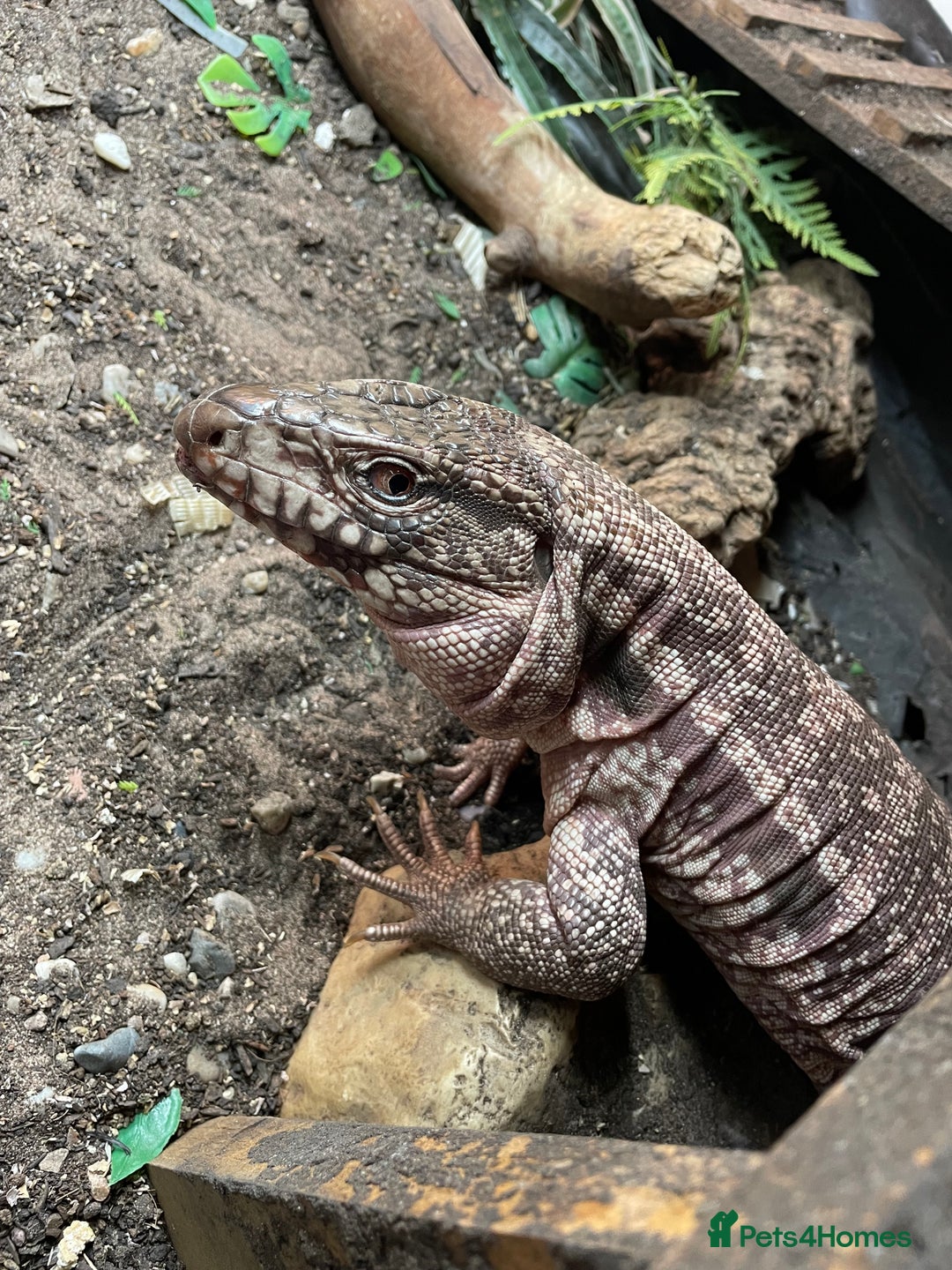 Mixed Breed reptiles for sale: Red Tegu  - Image 2