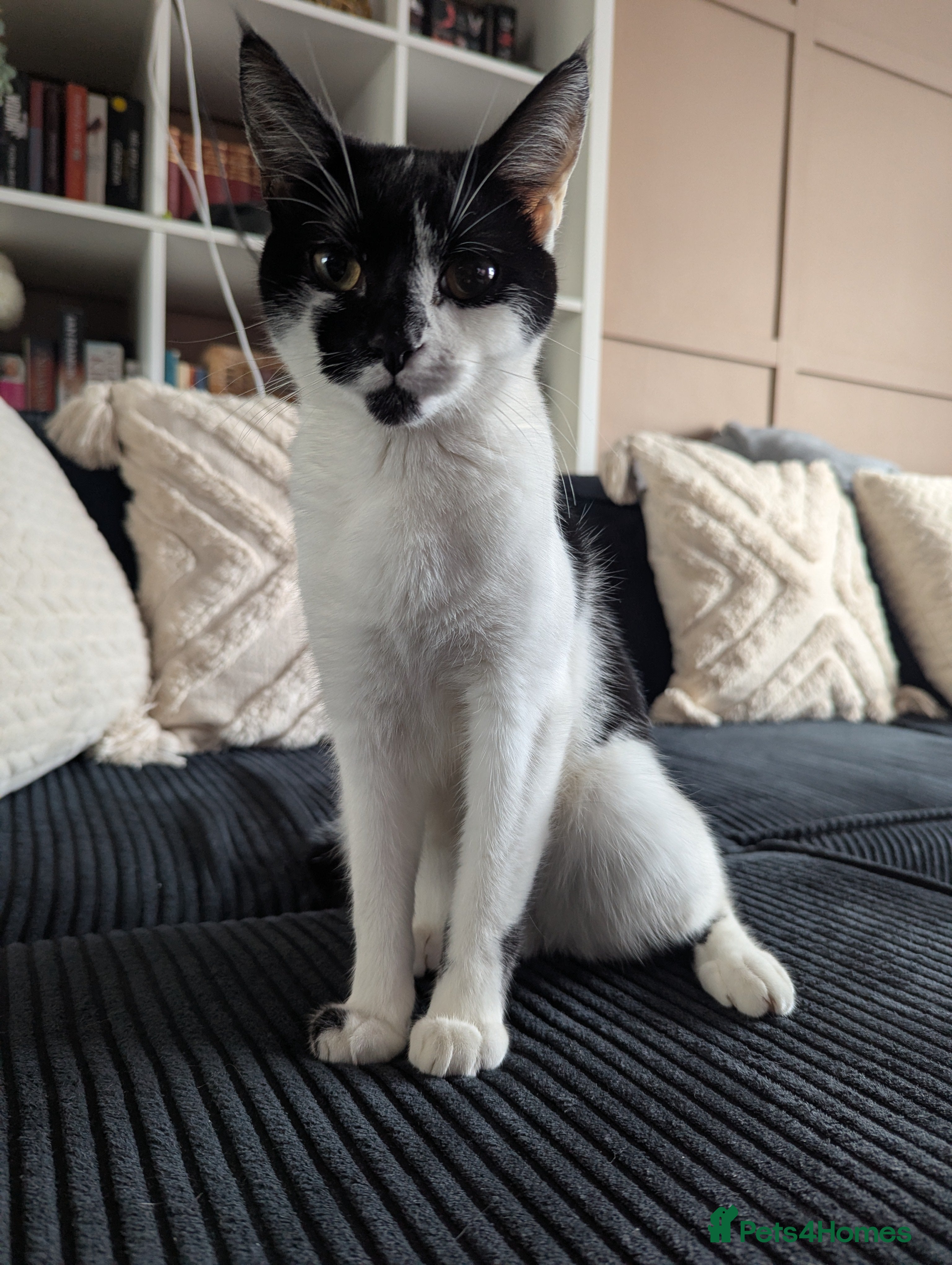 Domestic Shorthair cats Columbia is looking for a loving home 🐾 in Lancaster - Advert 1