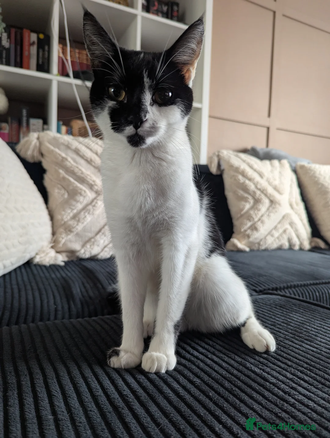 Domestic Shorthair cats for sale: Columbia is looking for a loving home 🐾 in Lancaster - Advert 1