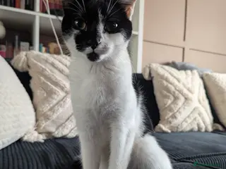 Domestic Shorthair cats Columbia is looking for a loving home 🐾 in Lancaster - Advert 18