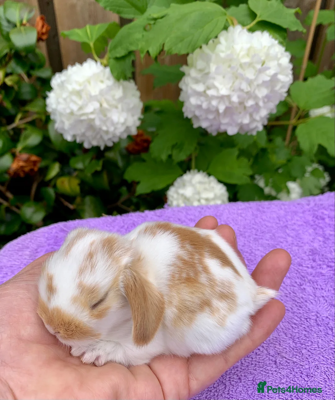Mini Lop rabbits for sale: Gorgeous purebred baby mini lops ready to reserve - Advert 18