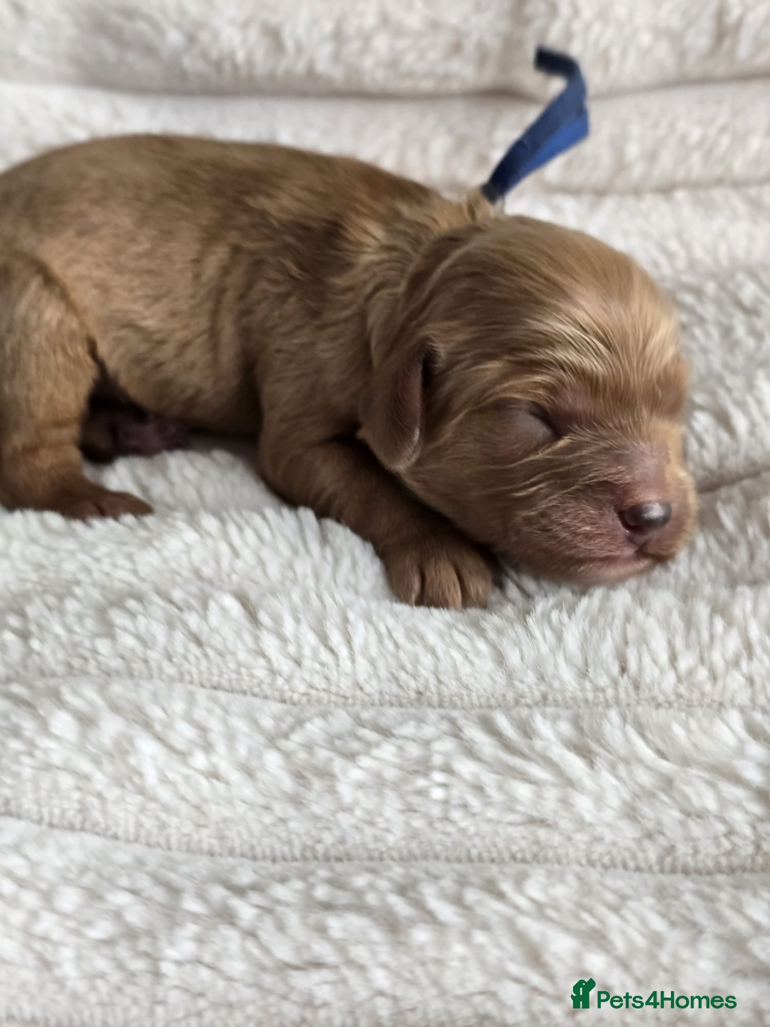 Cavapoo dogs Cavapoo F1❤️ DNA TESTED - Advert 6