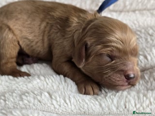 Cavapoo dogs Cavapoo F1❤️ DNA TESTED - Advert 5