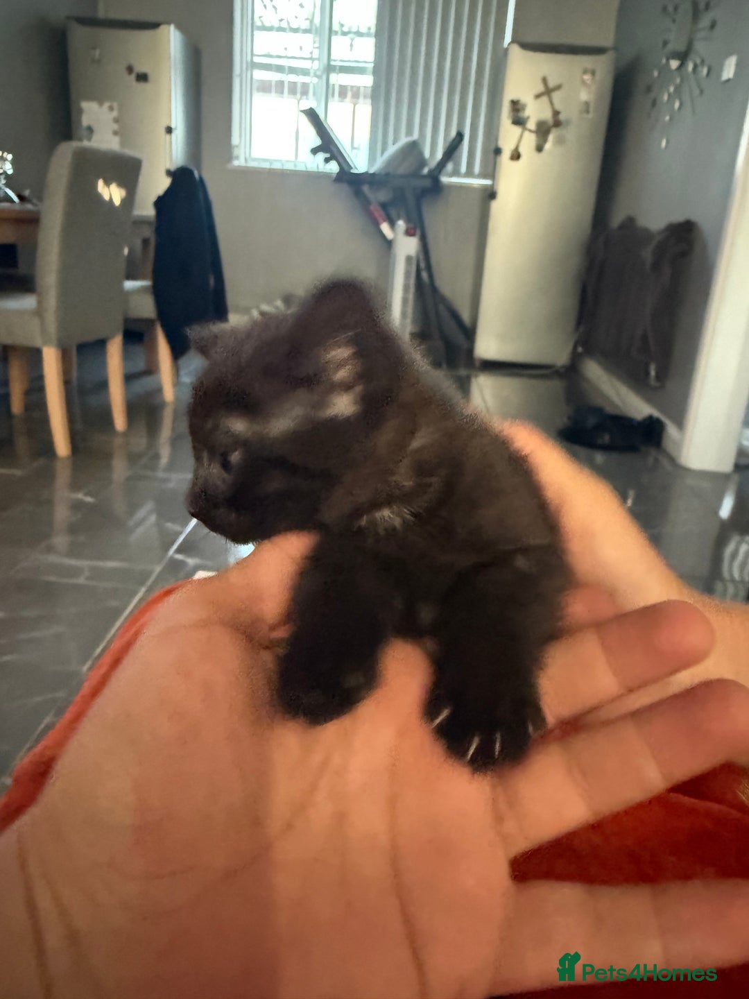 Turkish Angora cats for sale: Playful Kittens - Each ready for a loving home - Image 7