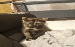 British Shorthair cats for sale: Kittens for sale - Image 2