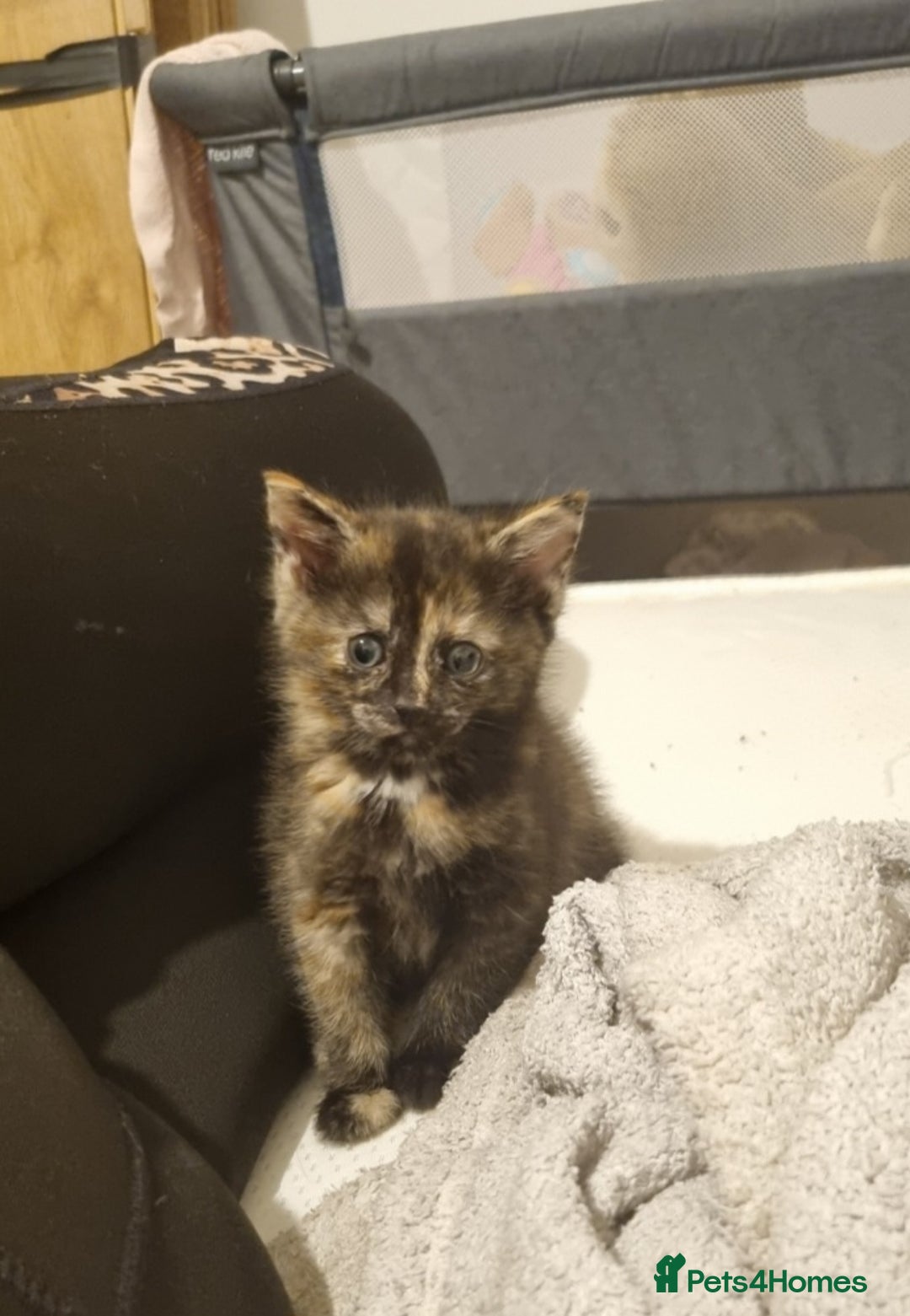 British Shorthair cats for sale: Kittens for sale - Image 2