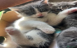 Russian Blue cats for sale: Last little lady  in Waltham Abbey - Image 7
