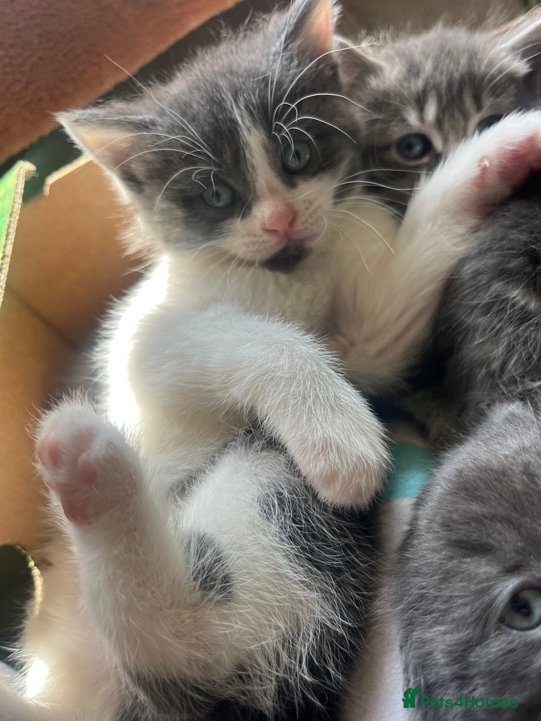 Russian Blue cats for sale: Last little lady  in Waltham Abbey - Image 7