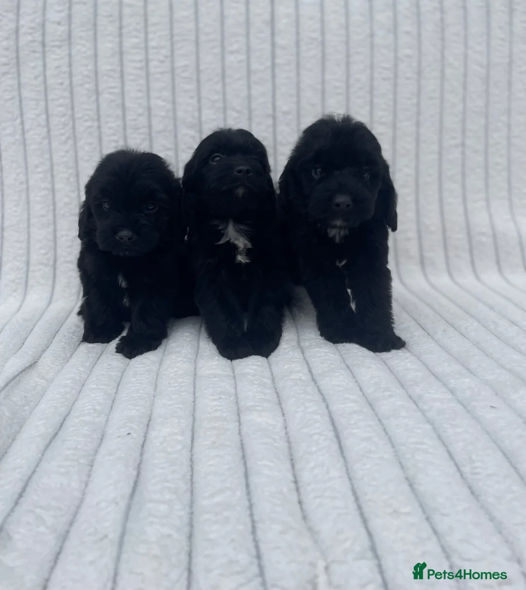 Cockapoo dogs for sale: Beautiful F1 cockapoos  - Advert 14