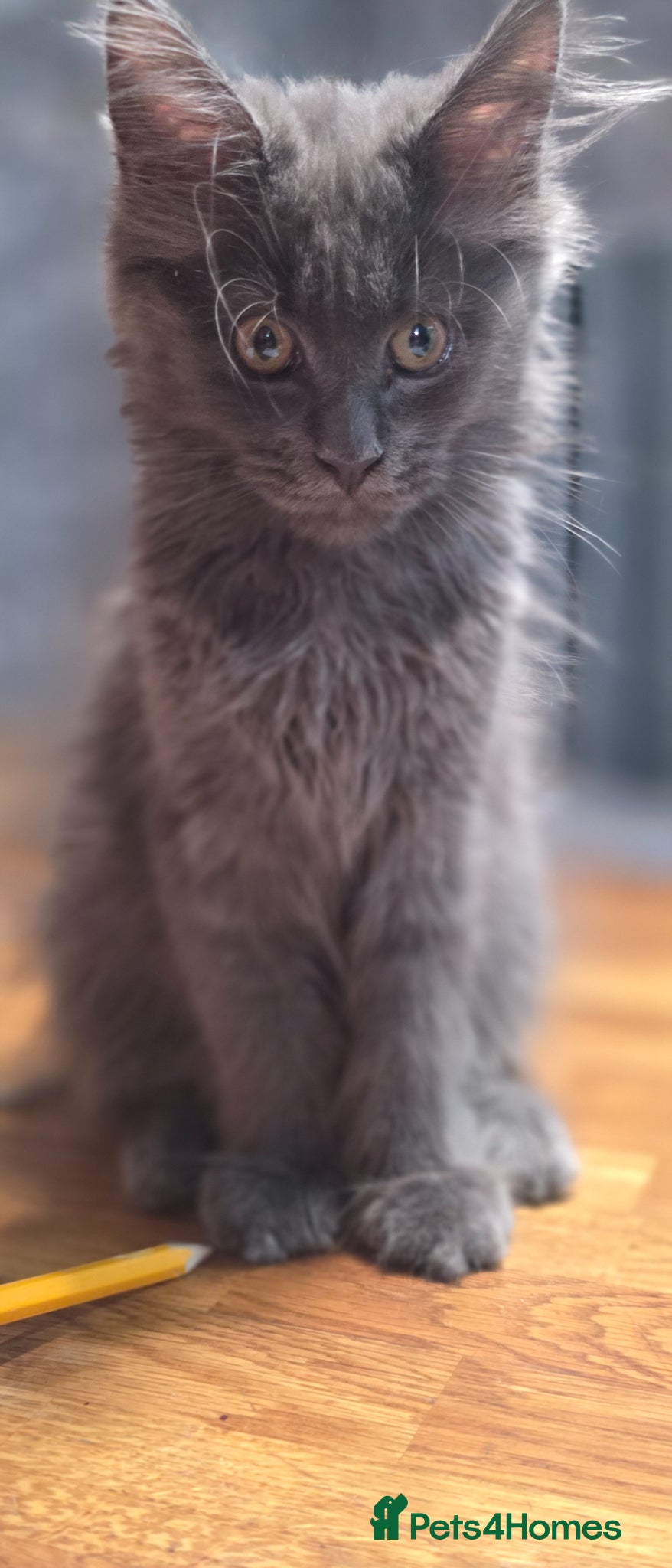 Maine Coon cats for sale: Maine coon Blue smoke kittens Sapphire Skies  - Advert 5