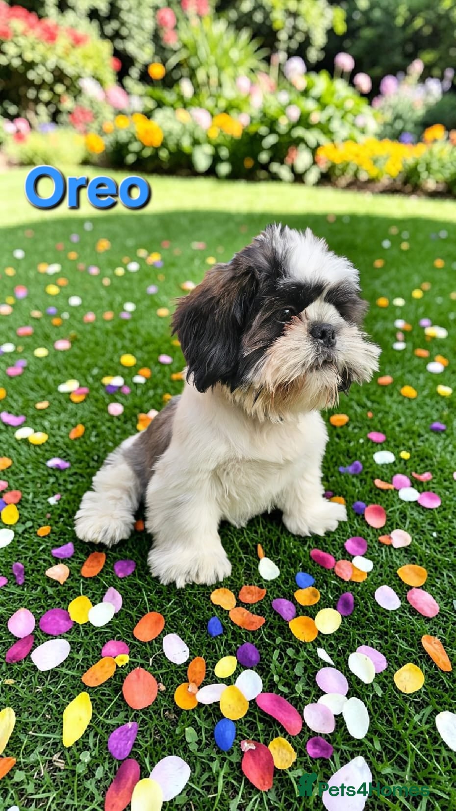 Shih Tzu dogs  💞 ONE BEAUTIFUL BOY AVAILABLE NOW💕 - Advert 4