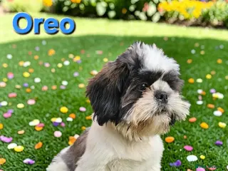 Shih Tzu dogs 💞 ONE BEAUTIFUL BOY AVAILABLE NOW💕 - Advert 4