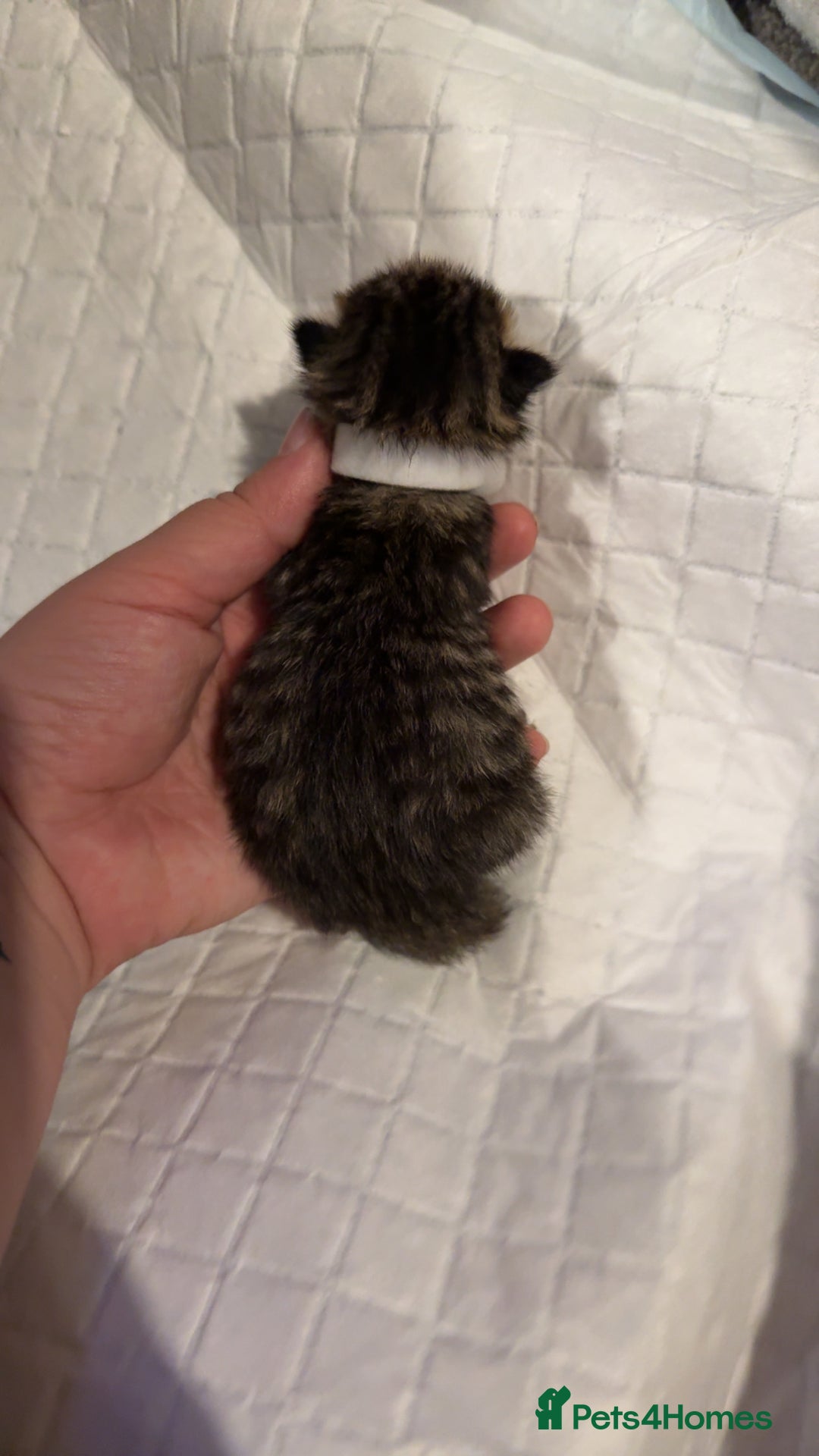 Bengal cats for sale: 10 Beautiful Bengal Kittens - Image 15