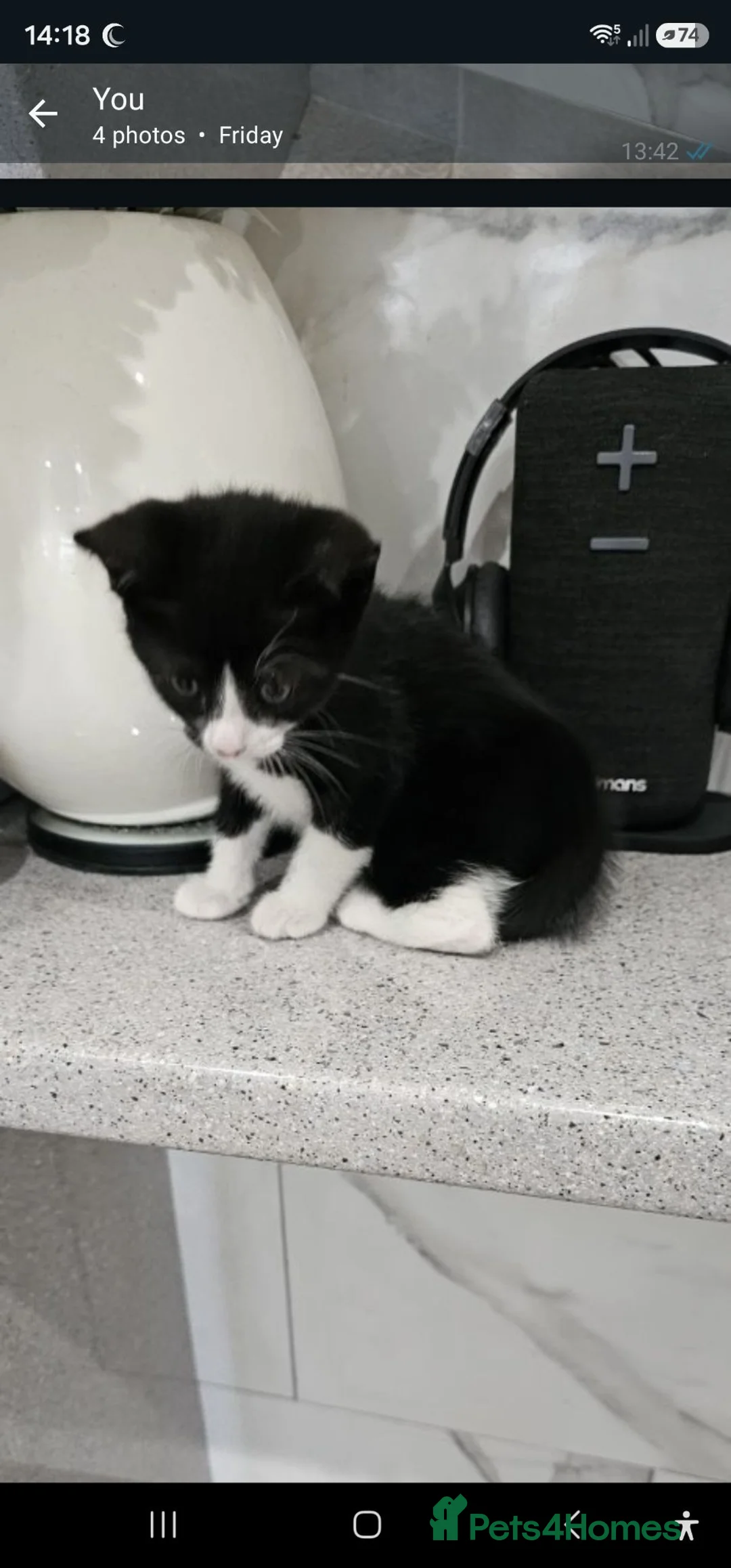Mixed Breed cats for sale: Half bengal kitten  in Birmingham - Advert 4