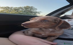 Dachshund dogs for sale: 2 lovely pups looking for a forever home asap - Image 3