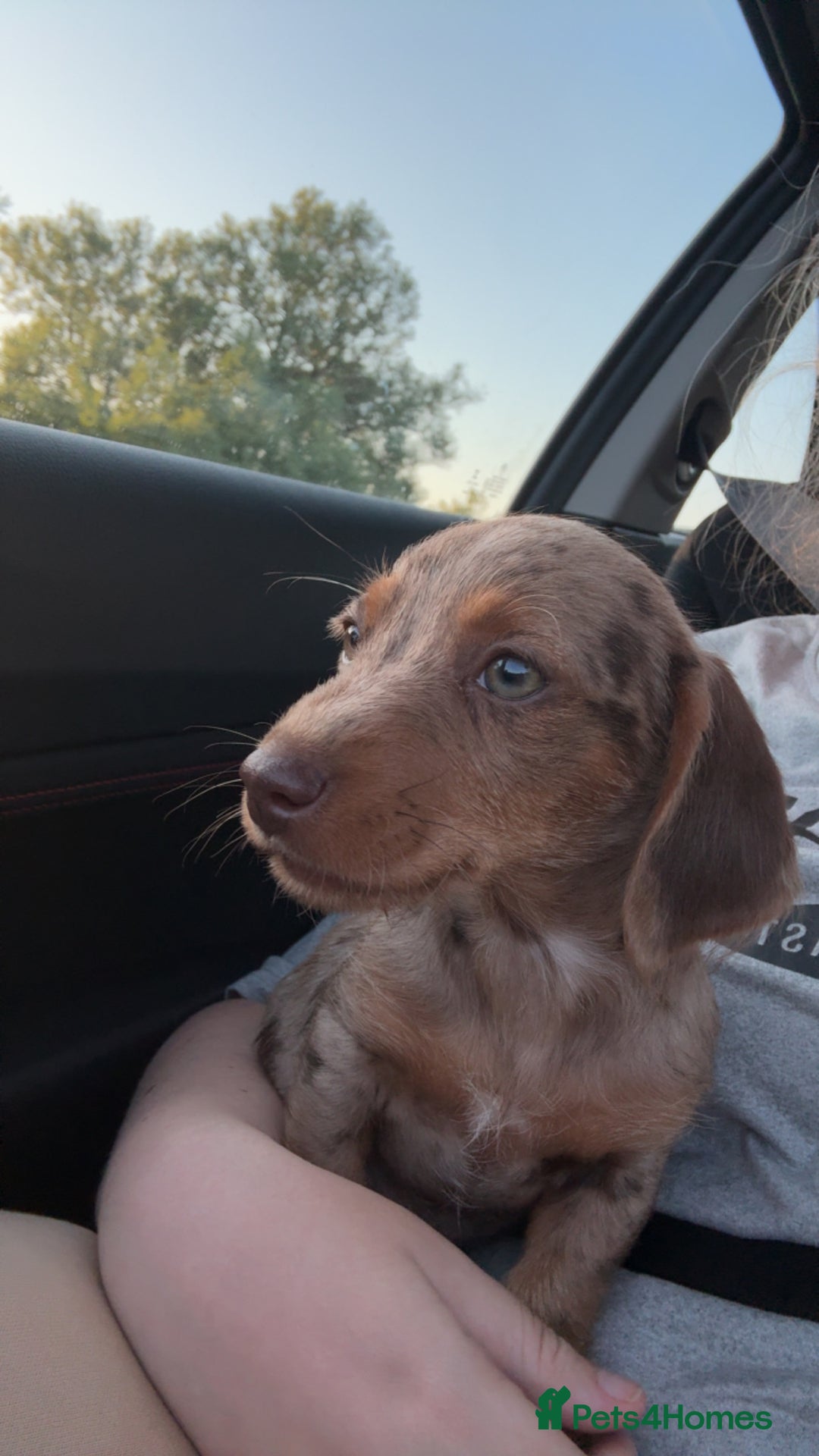 Dachshund dogs for sale: 2 lovely pups looking for a forever home asap - Image 3